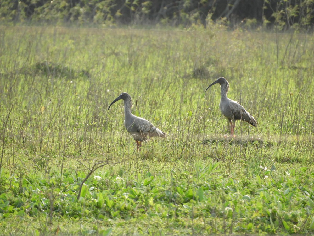 Plumbeous Ibis - Silvia Enggist