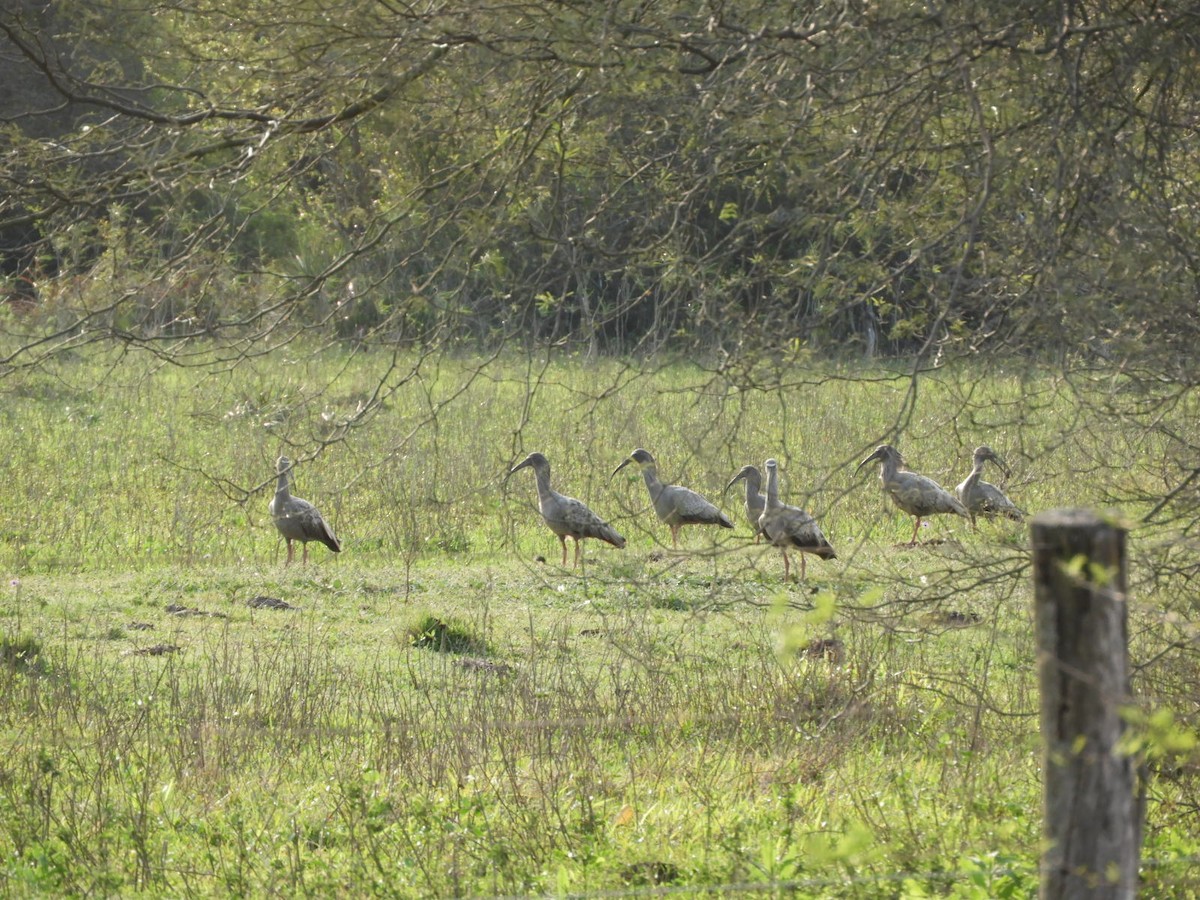 Plumbeous Ibis - ML623601797