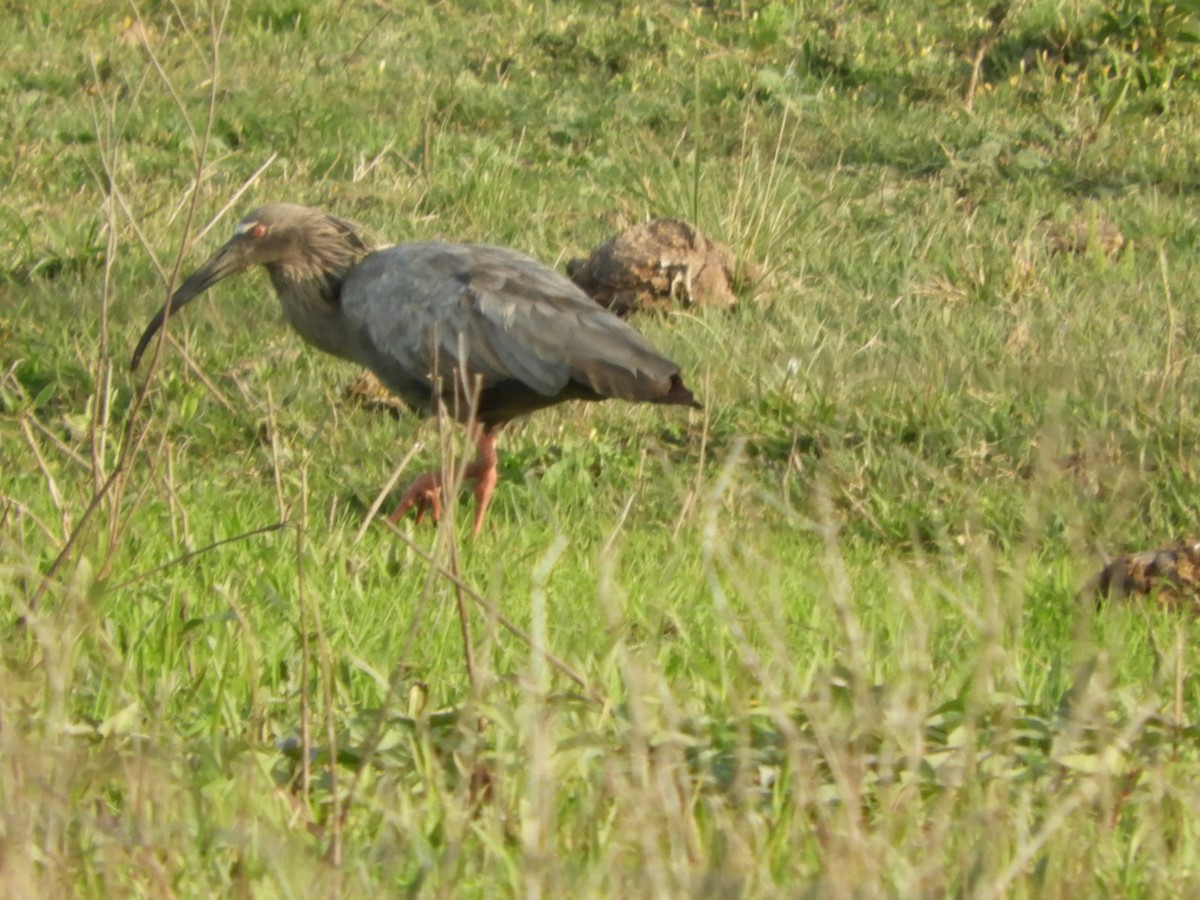 Plumbeous Ibis - ML623601798