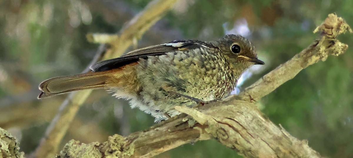 Ala Shan Redstart - ML623601806