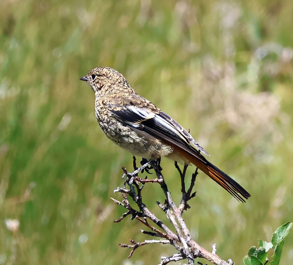 Ala Shan Redstart - Joelle Buffa Clyde Morris