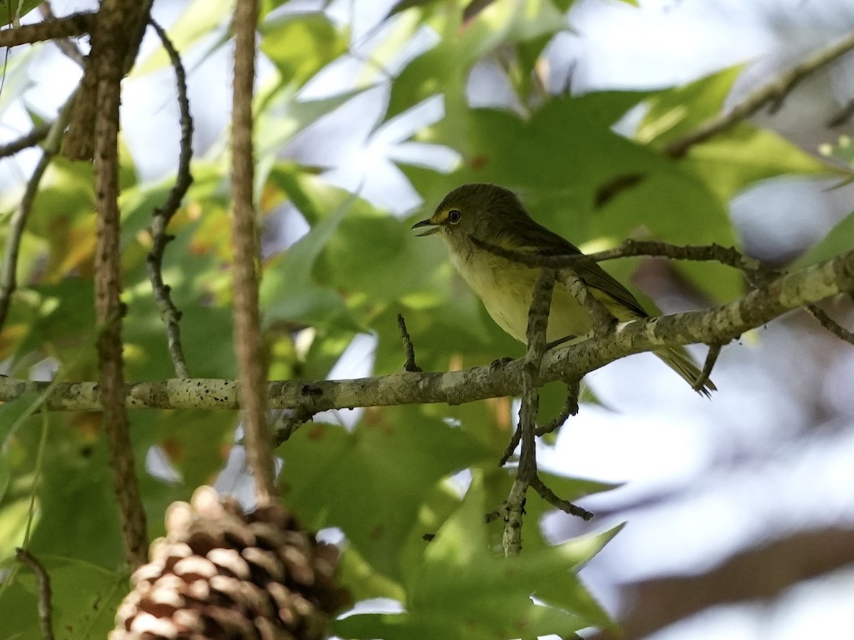 White-eyed Vireo - ML623601817