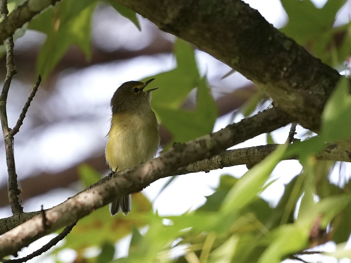 White-eyed Vireo - ML623601818