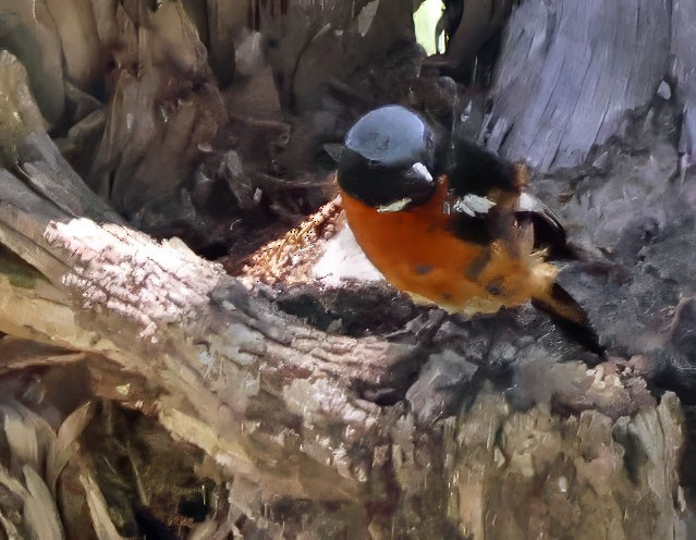 Ala Shan Redstart - ML623601822