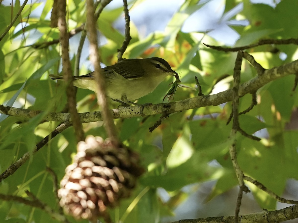 Vireo occhirossi - ML623601834