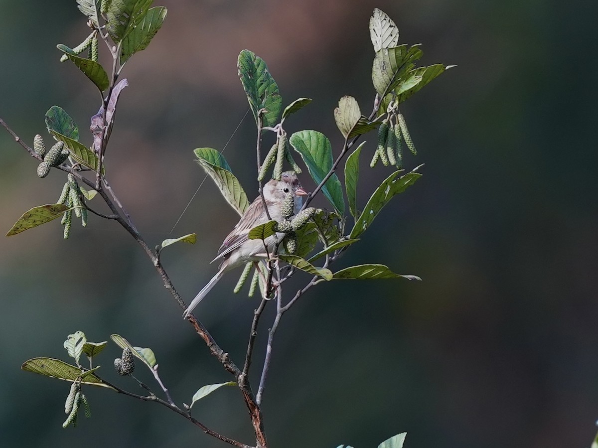 Field Sparrow - ML623601848