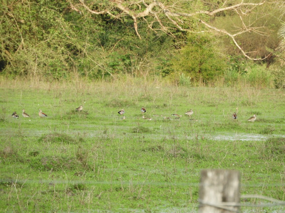 Ringed Teal - ML623601849