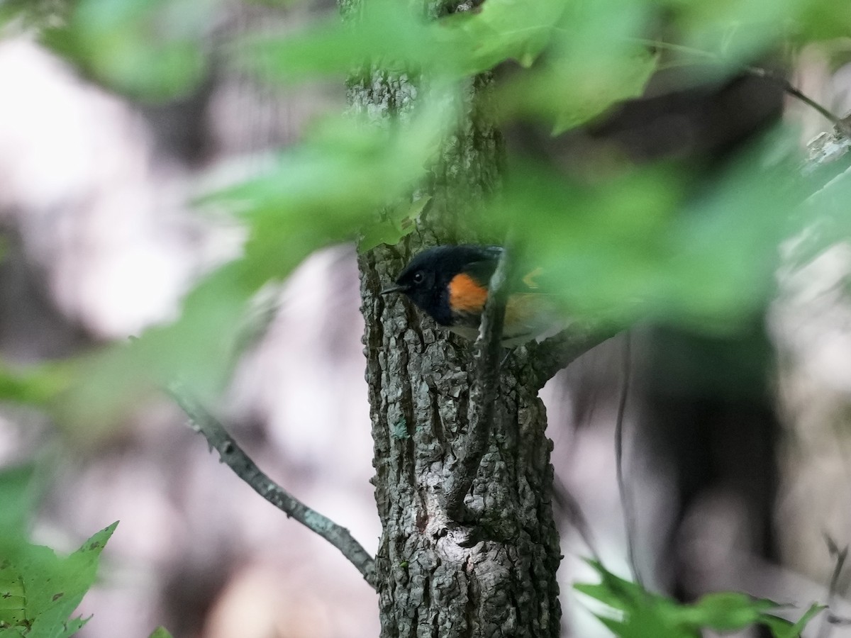 American Redstart - ML623601861