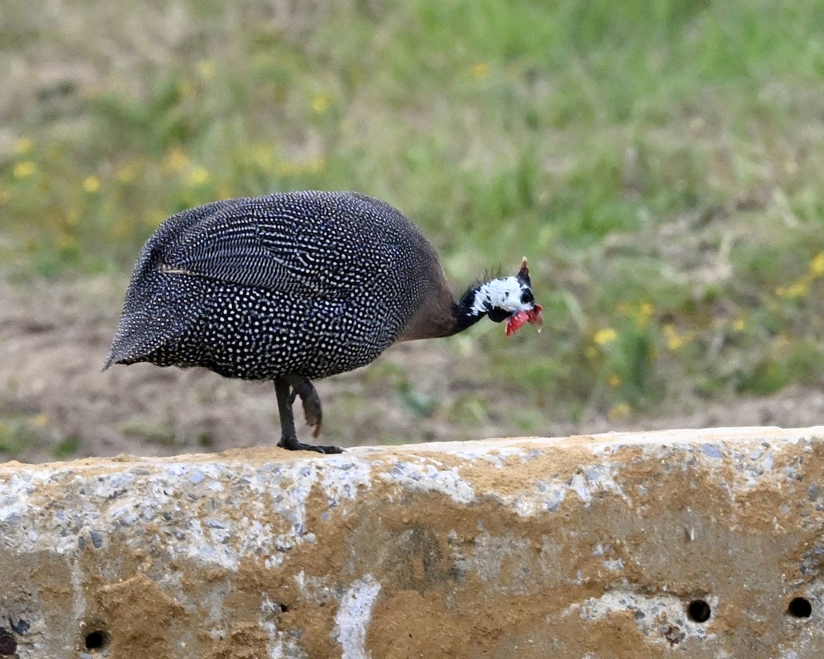 Pintada Común - ML623601925