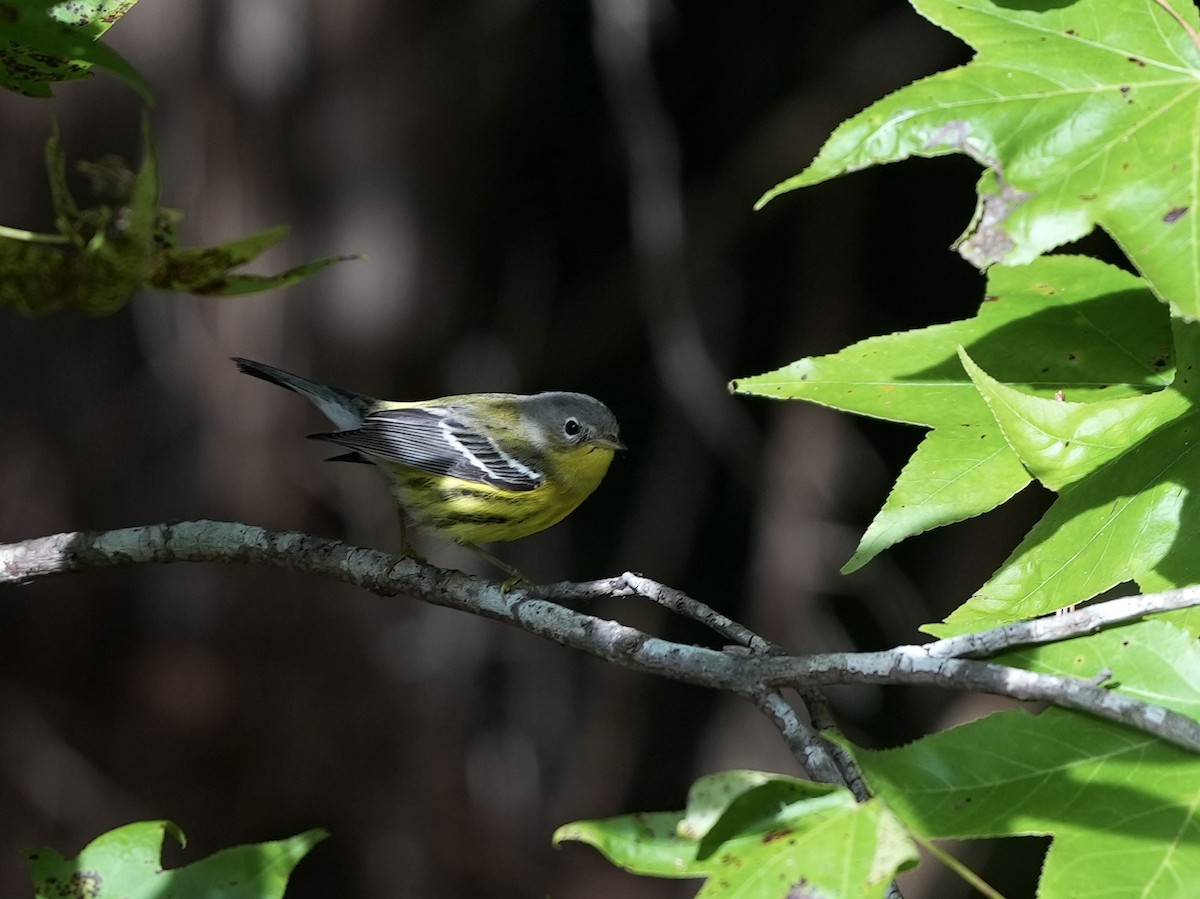 Magnolia Warbler - ML623601931