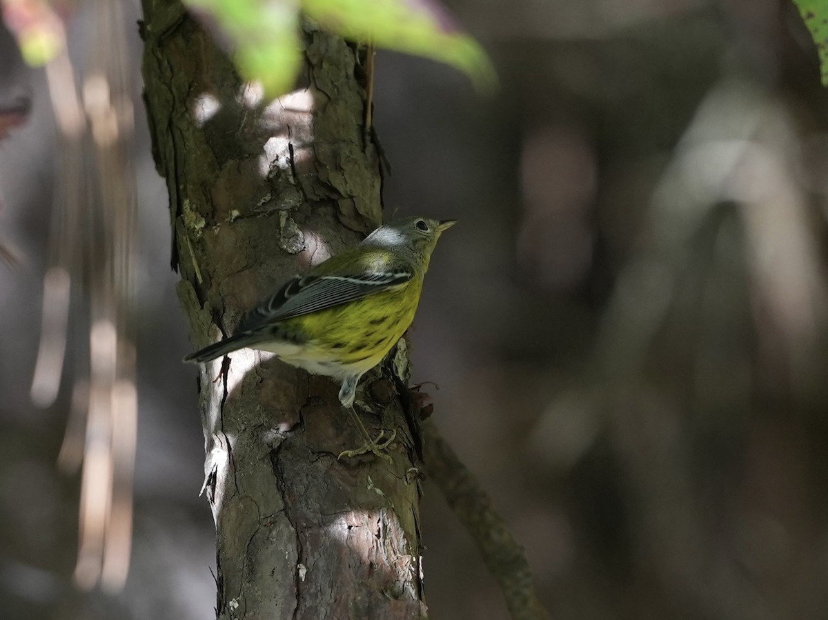 Magnolia Warbler - ML623601932