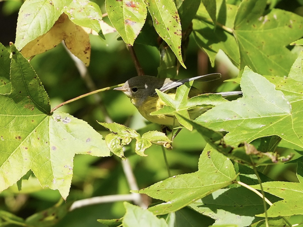 Magnolia Warbler - ML623601933