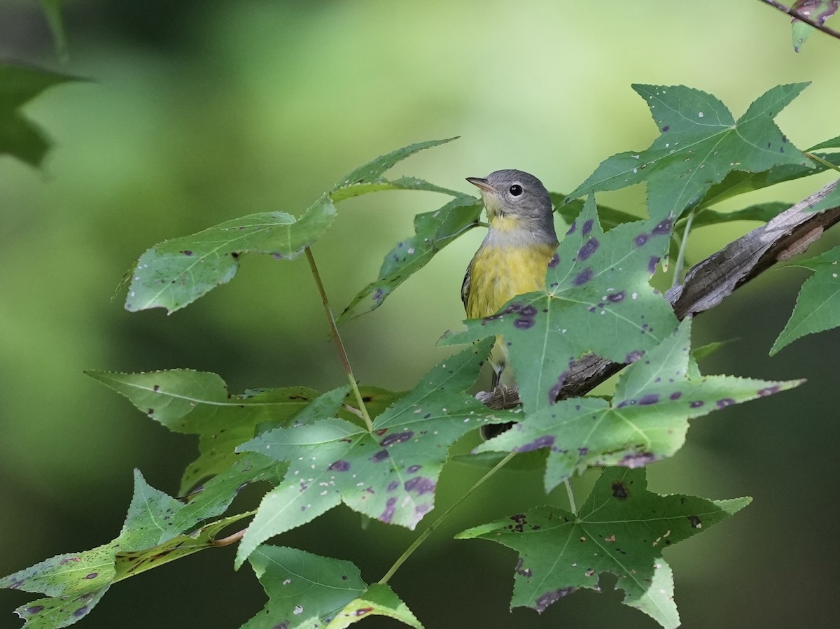 Magnolia Warbler - ML623601937