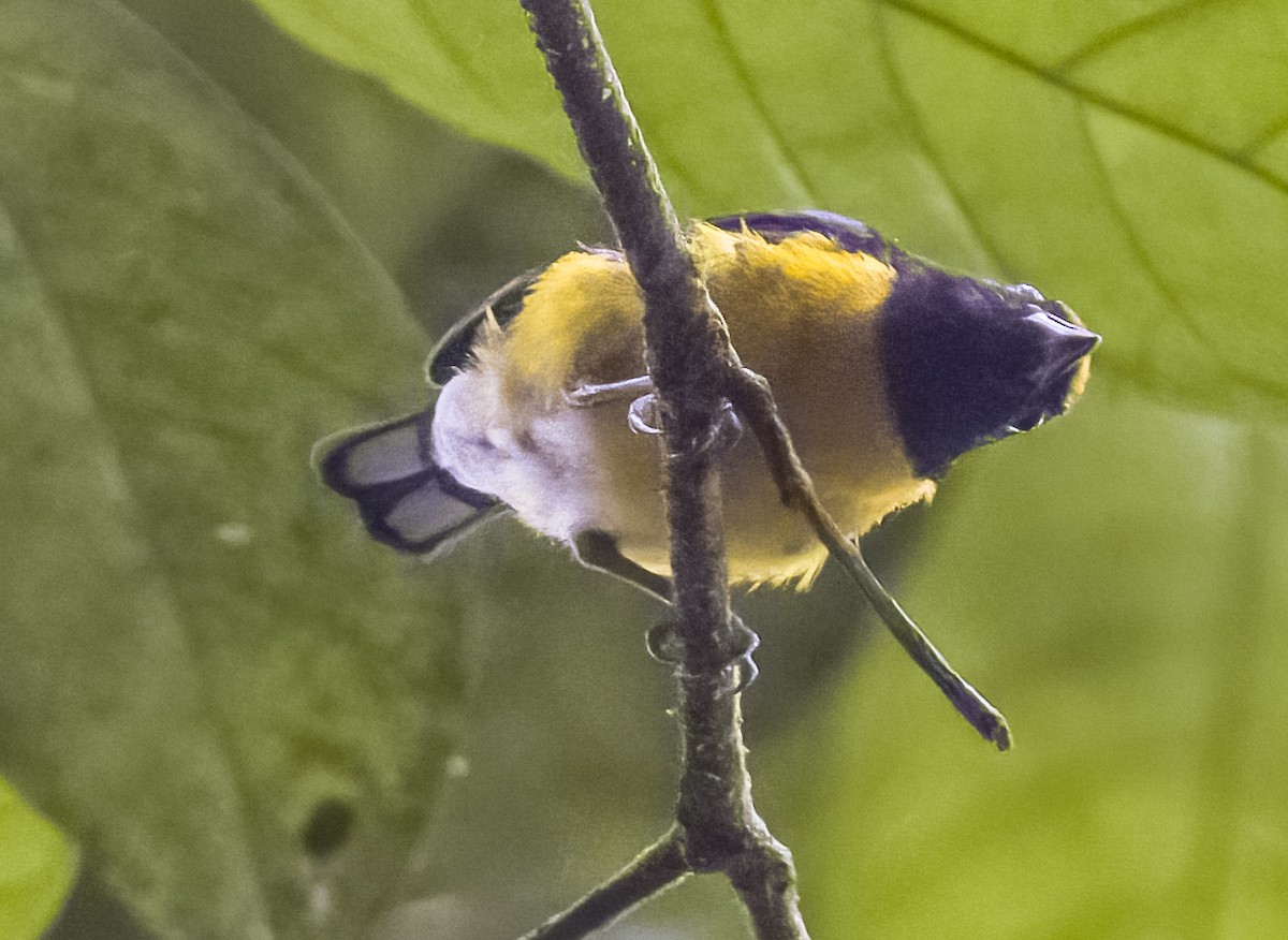 White-vented Euphonia - ML623601955