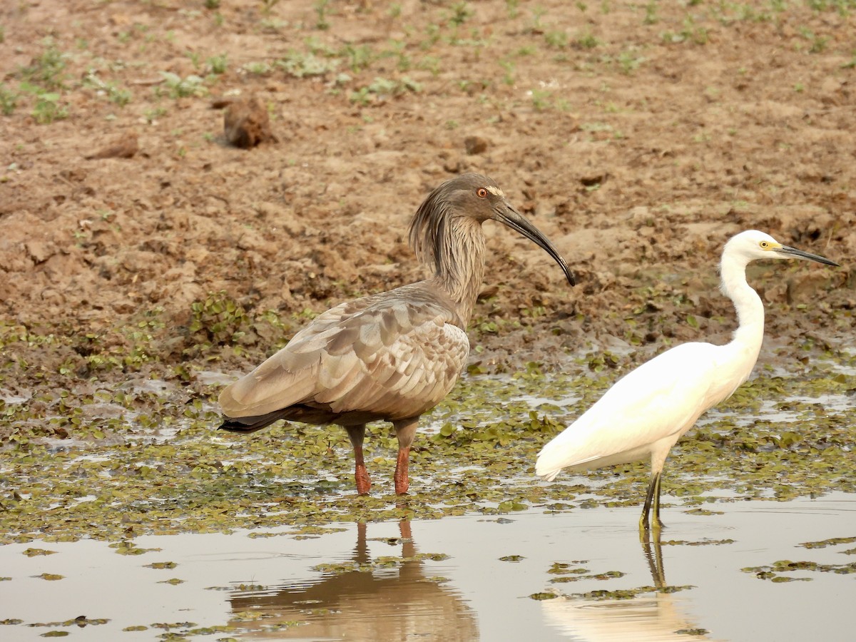 Plumbeous Ibis - ML623601981