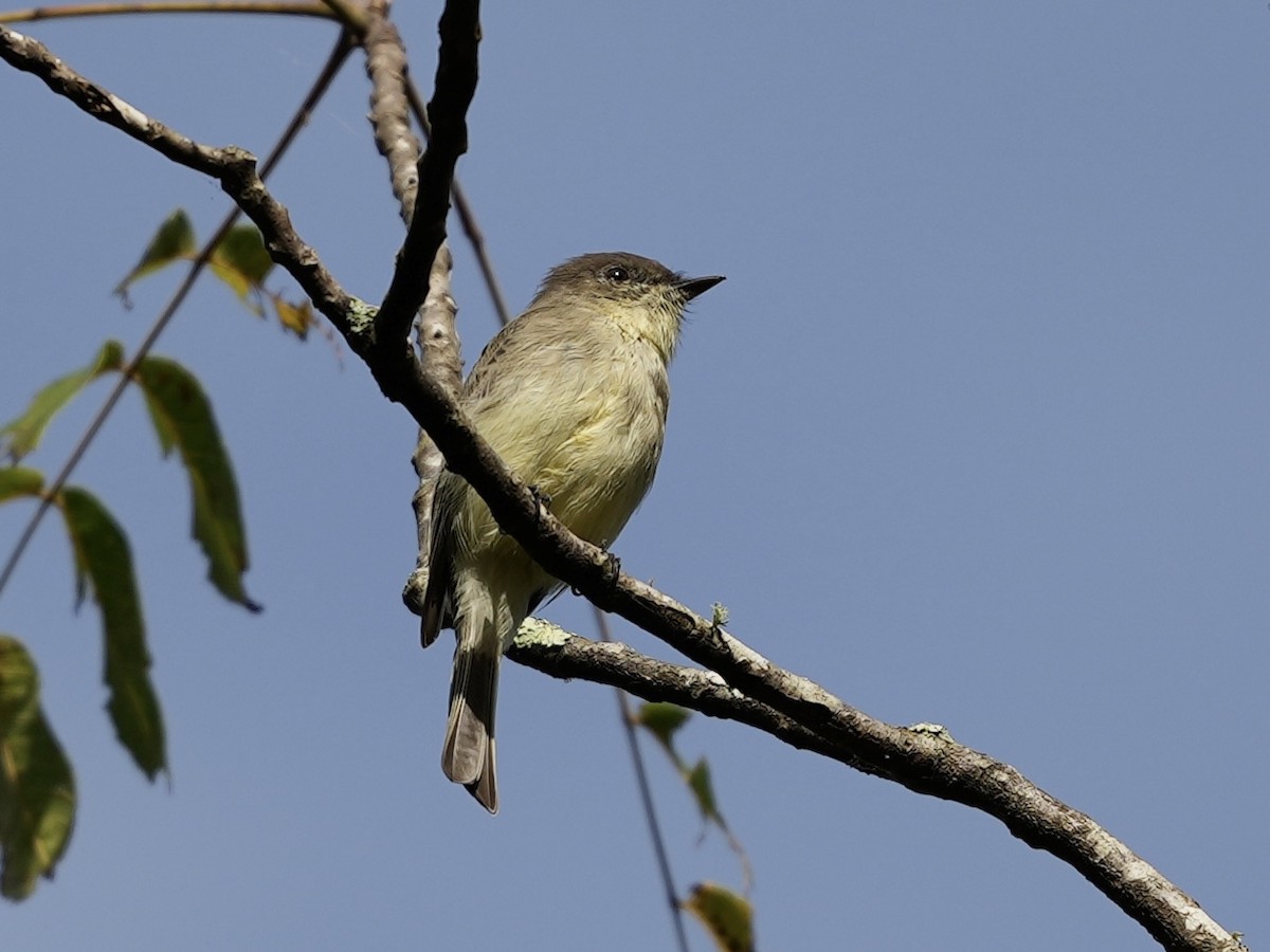 Eastern Phoebe - ML623601982