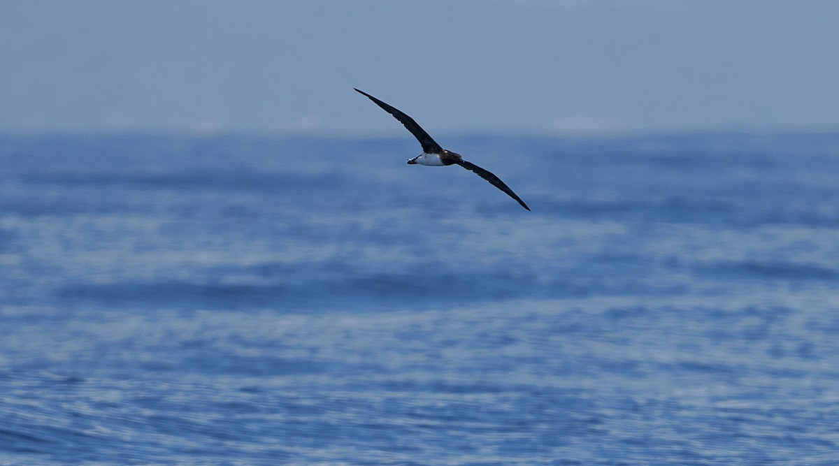 Tahiti Petrel - ML623602025