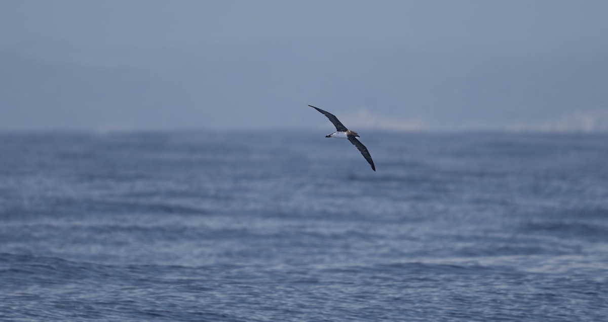 Tahiti Petrel - ML623602033