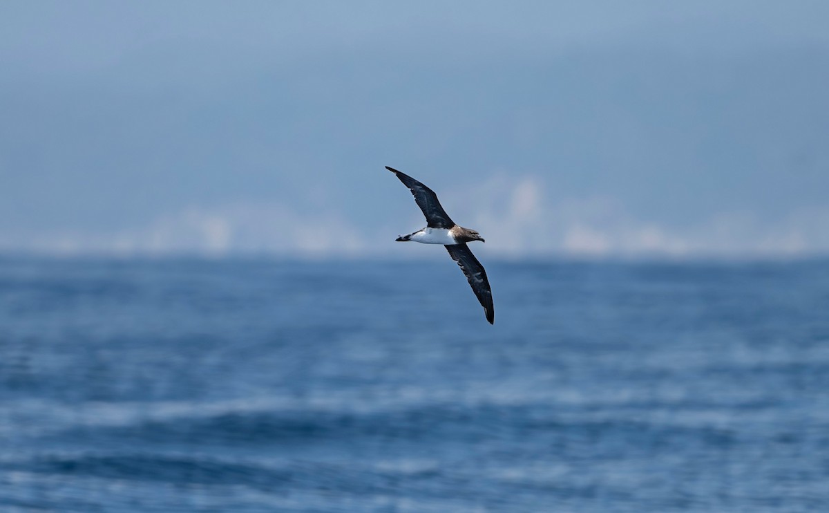 Tahiti Petrel - ML623602043