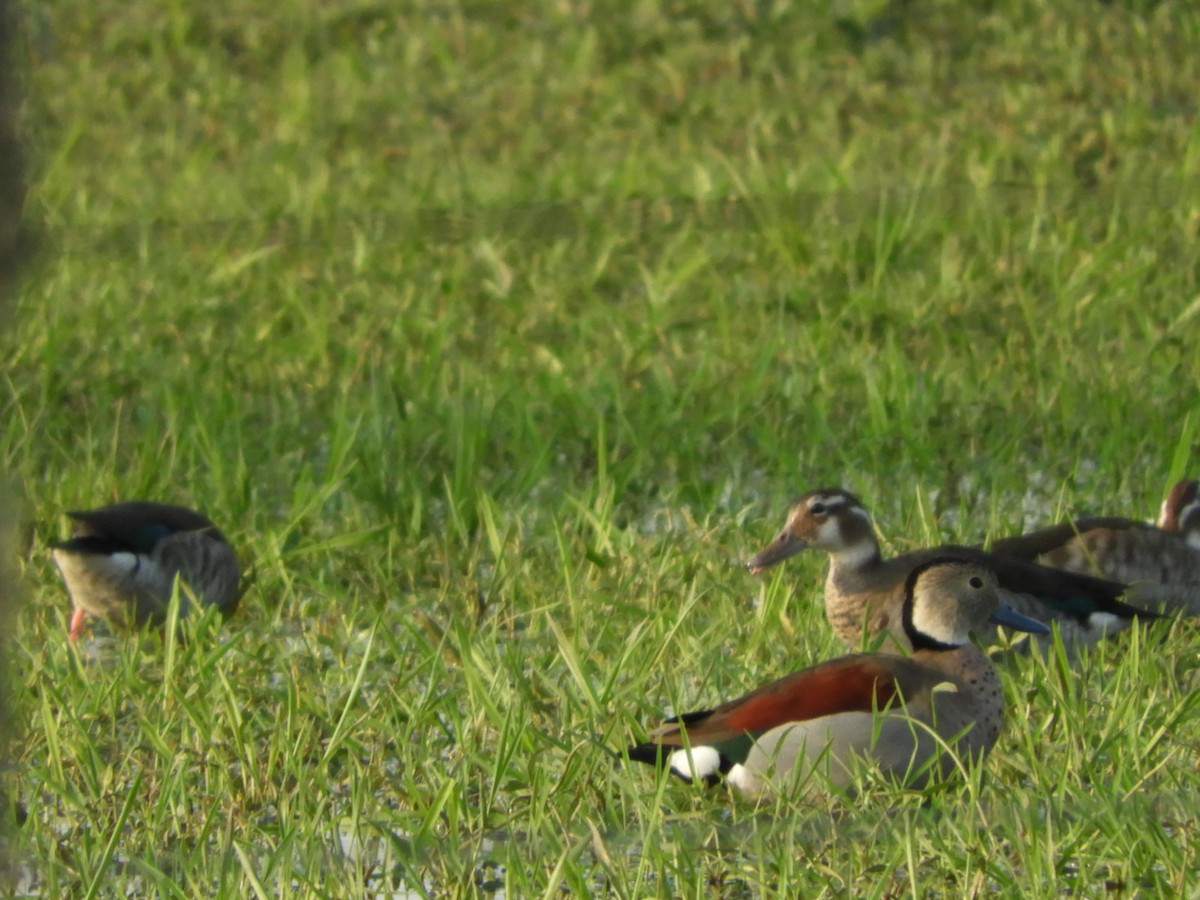 Ringed Teal - ML623602065