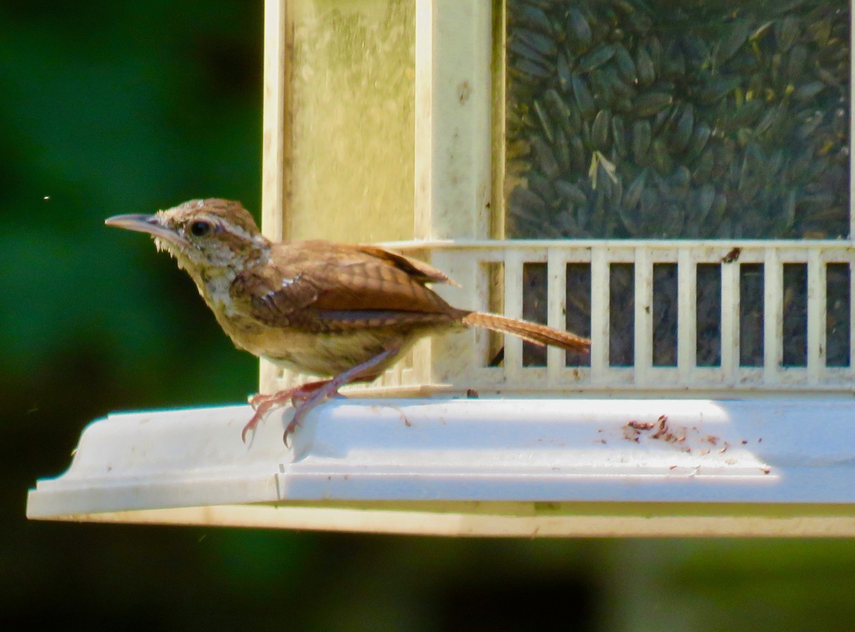 Carolina Wren - ML623602070