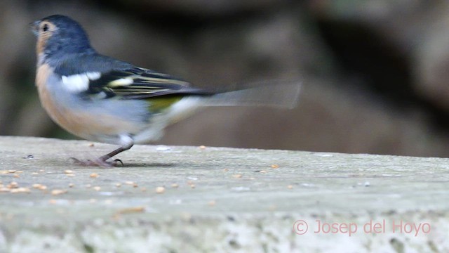 Canary Islands Chaffinch (Canary Is.) - ML623602073