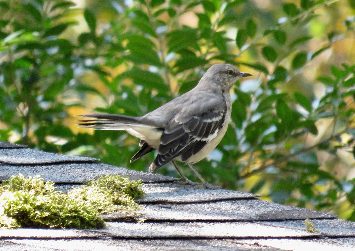 Northern Mockingbird - ML623602076