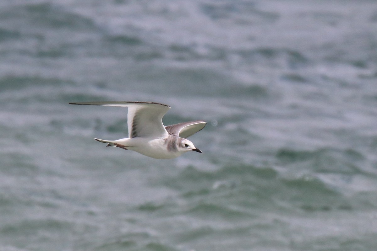 Sabine's Gull - Walter Parker