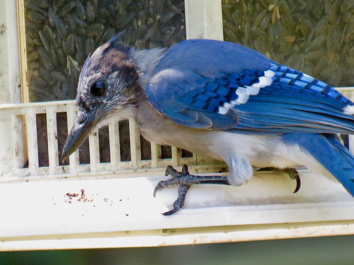 Blue Jay - ML623602083