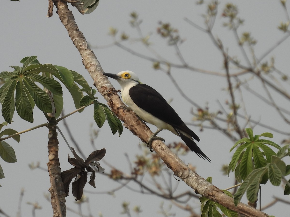 White Woodpecker - Pat  Lueders