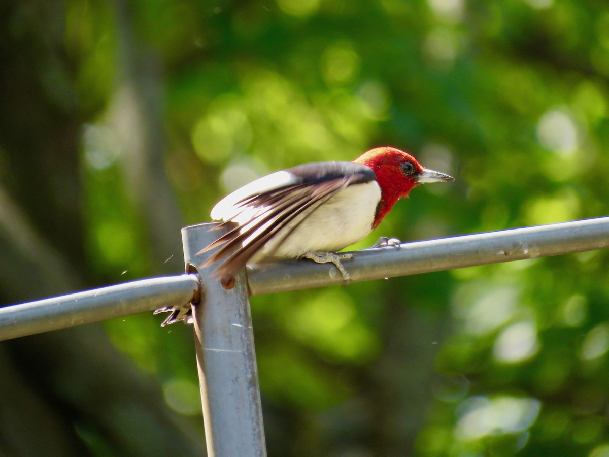 Red-headed Woodpecker - ML623602099