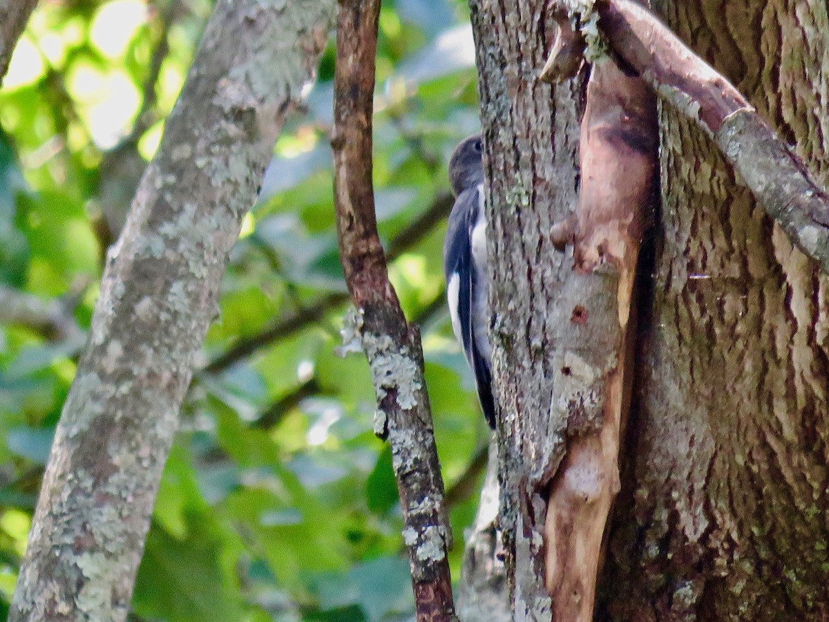 Red-headed Woodpecker - ML623602103