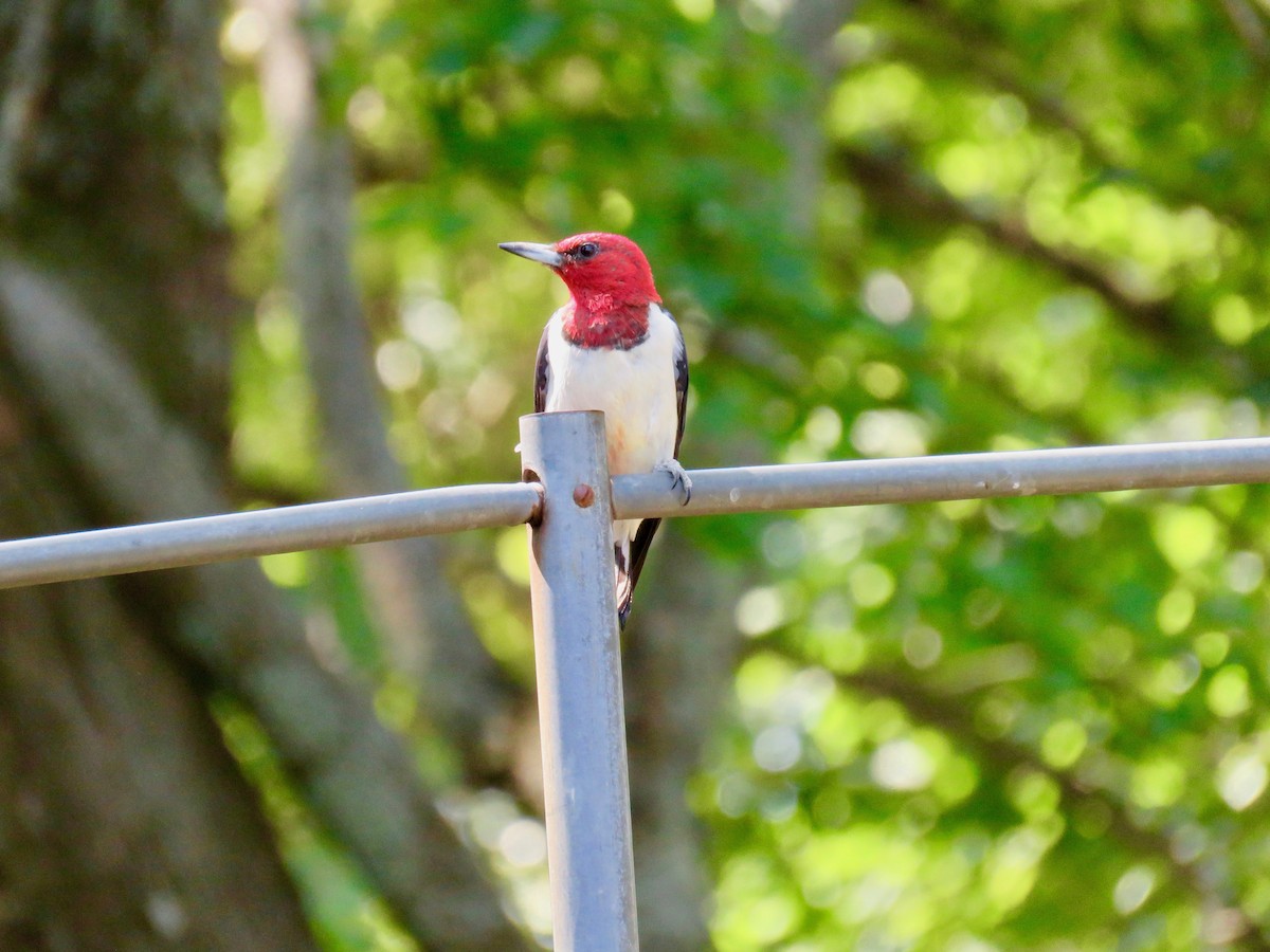 Red-headed Woodpecker - ML623602114