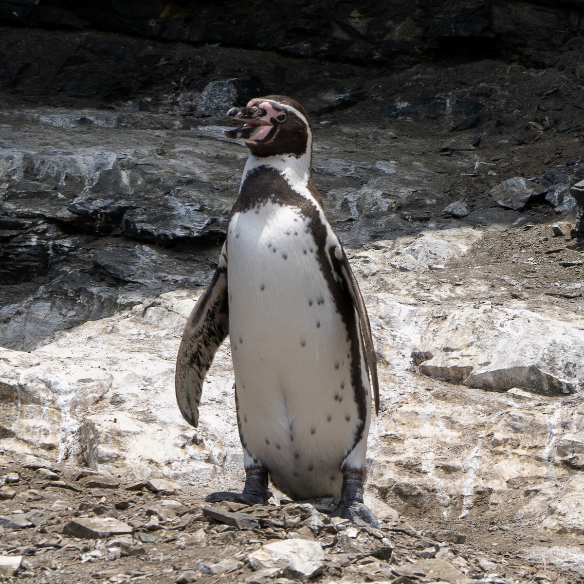 Humboldt Penguin - ML623602123