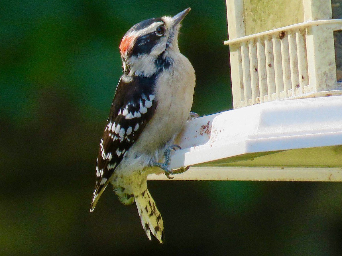 Downy Woodpecker - ML623602127