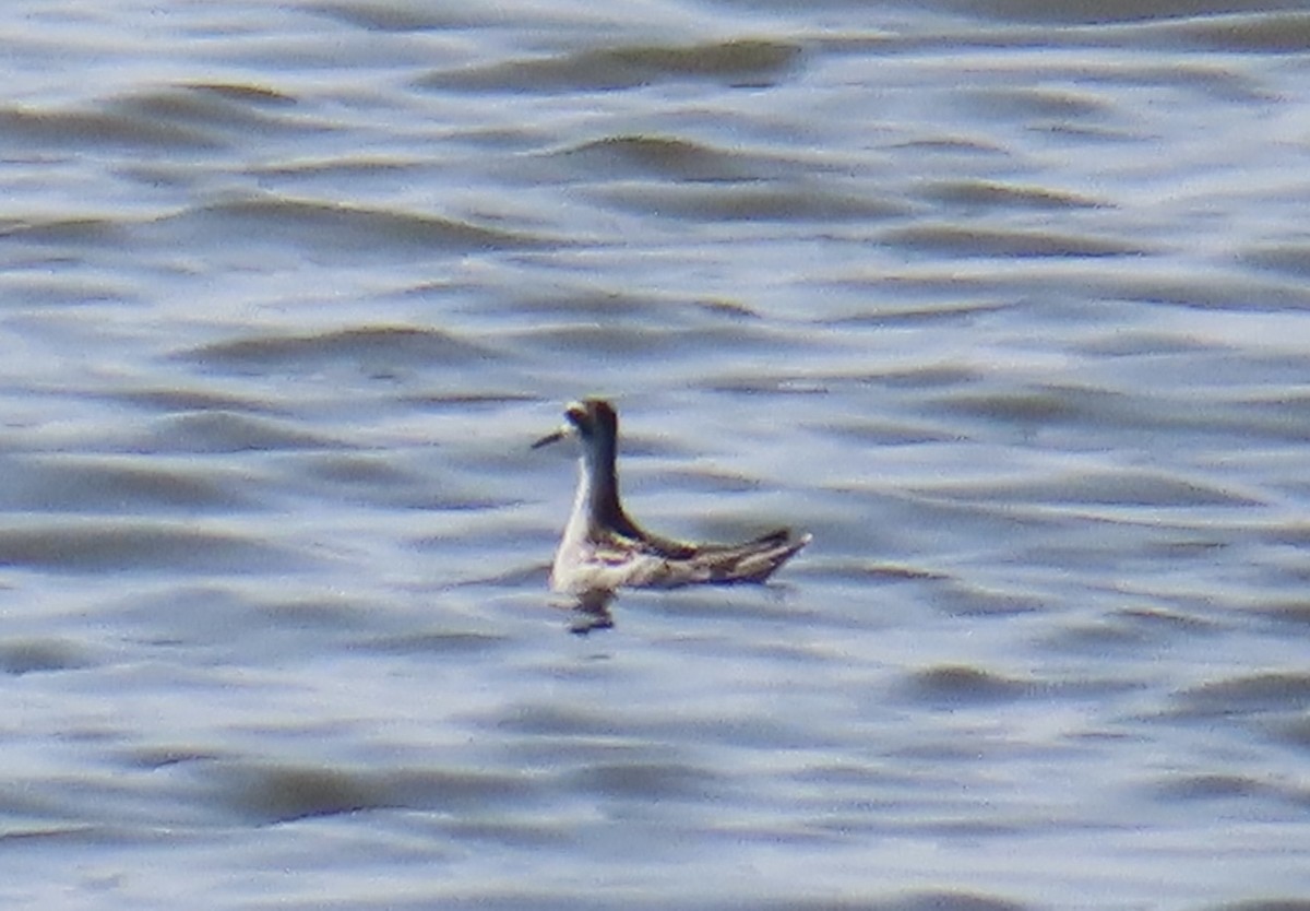 Red-necked Phalarope - ML623602131