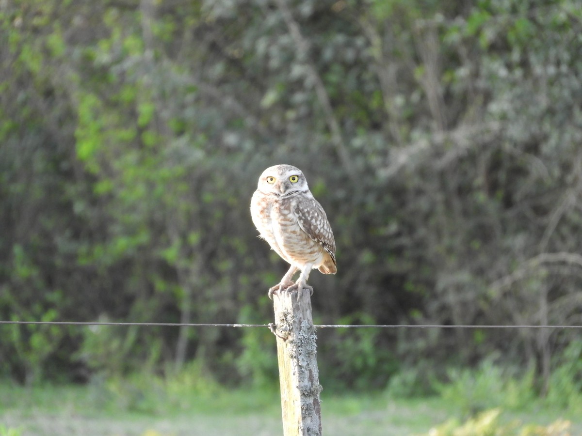 Burrowing Owl - Silvia Enggist