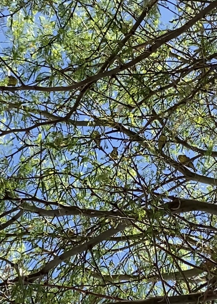 Grassland Yellow-Finch - ML623602150