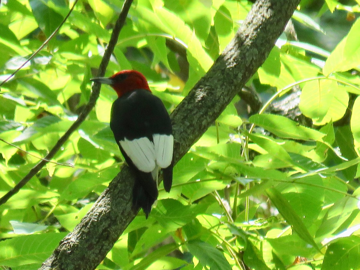 Red-headed Woodpecker - ML623602154