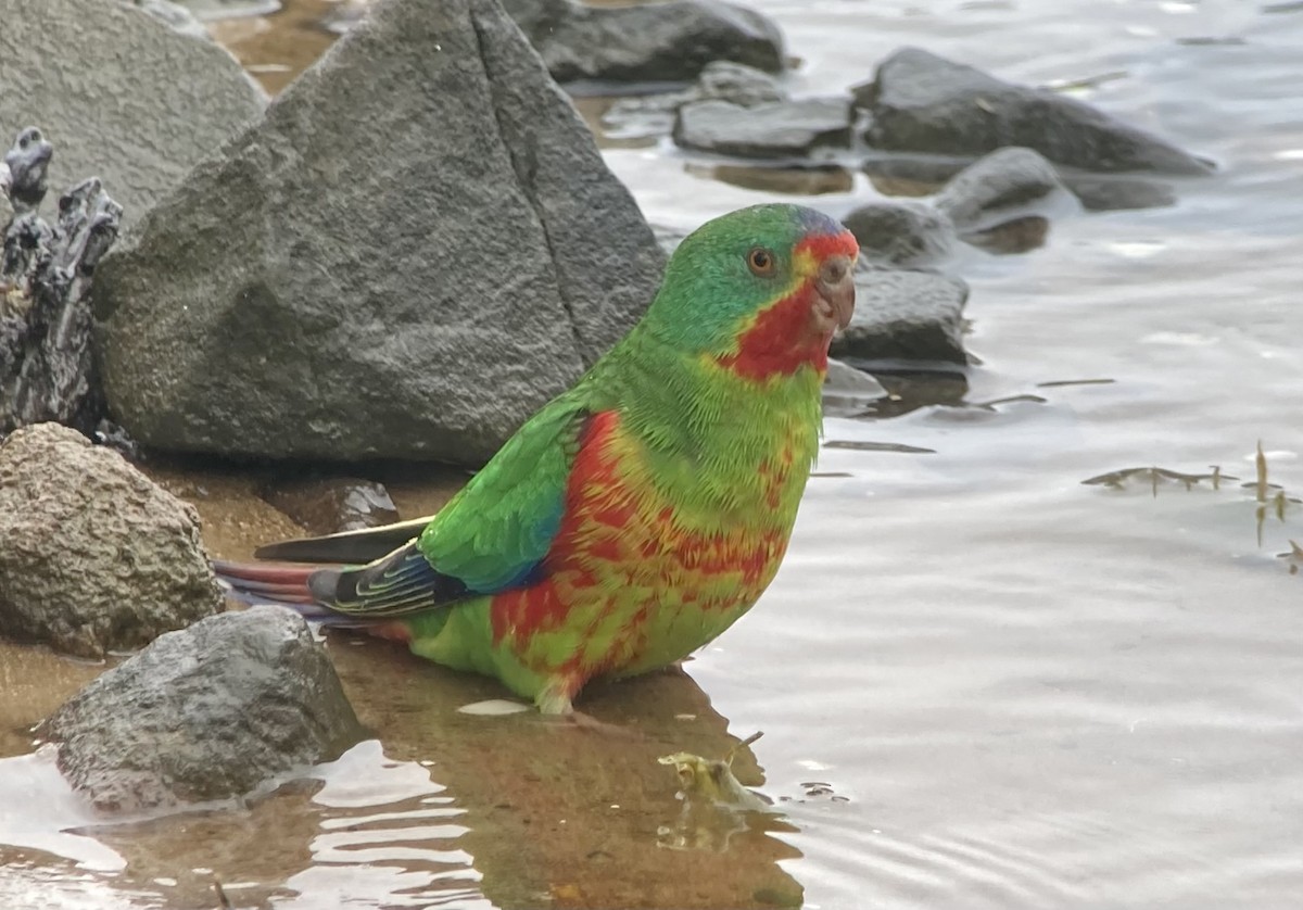 Swift Parrot - ML623602192