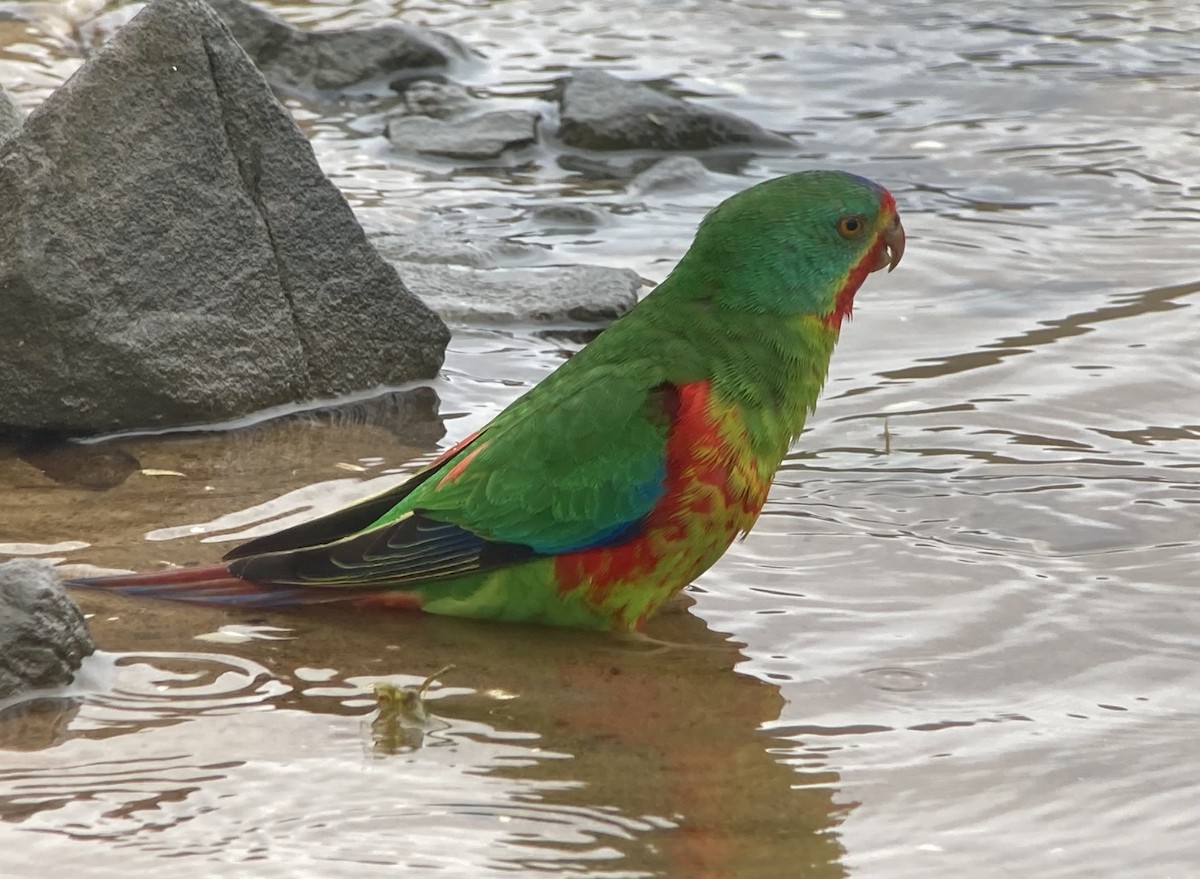 Swift Parrot - ML623602194