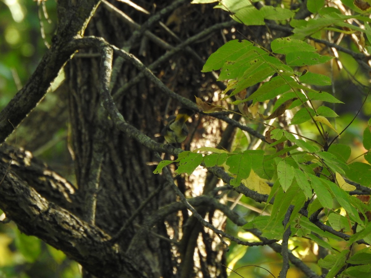 American Redstart - ML623602203