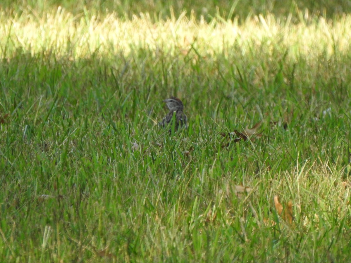 Chipping Sparrow - ML623602207