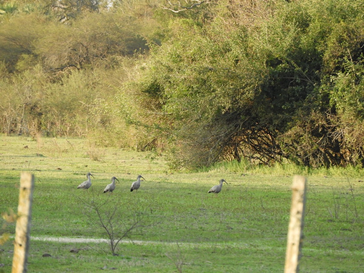 Plumbeous Ibis - Silvia Enggist