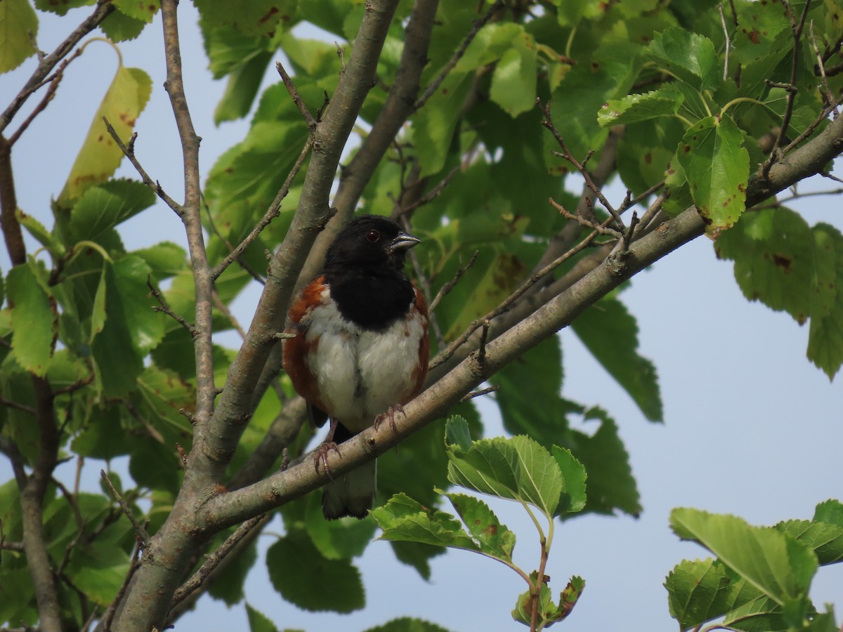 Eastern Towhee - ML623602224