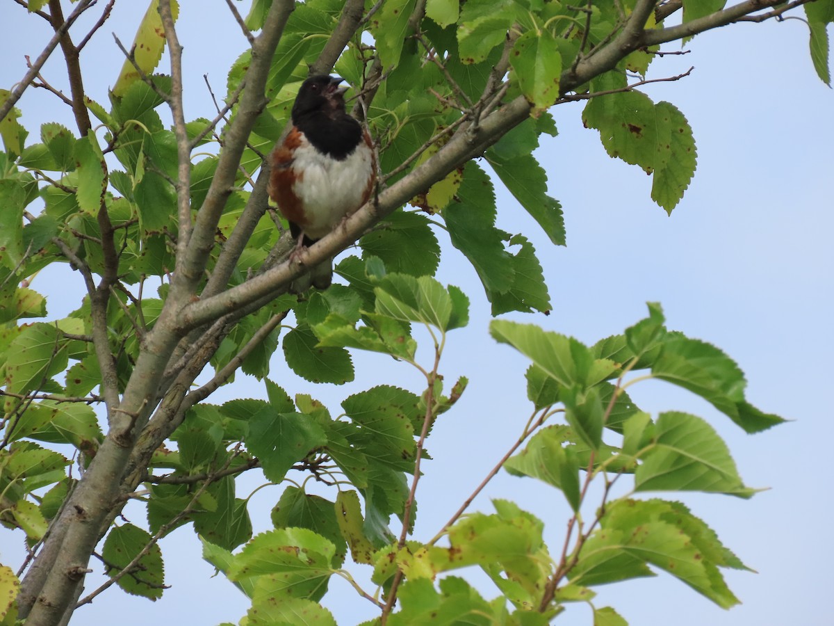 Eastern Towhee - ML623602225