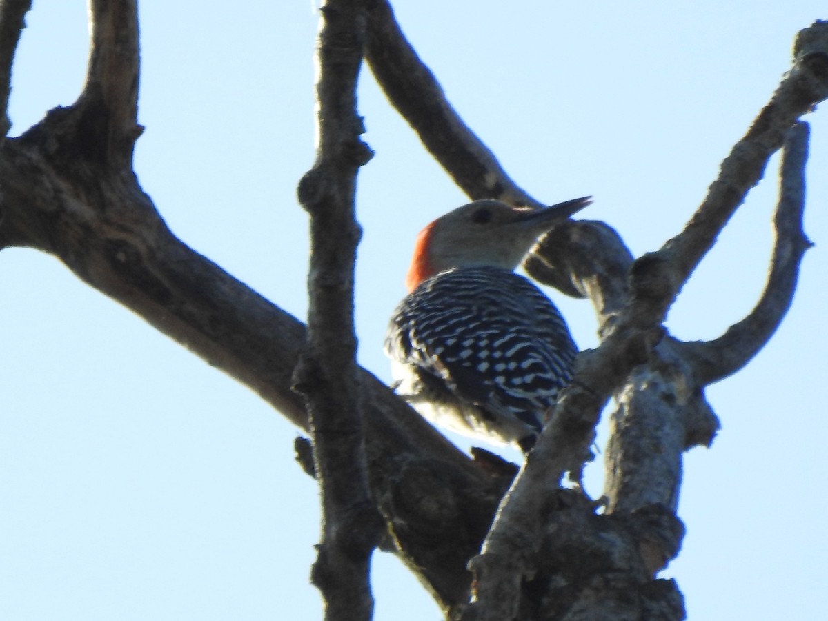 Red-bellied Woodpecker - ML623602232