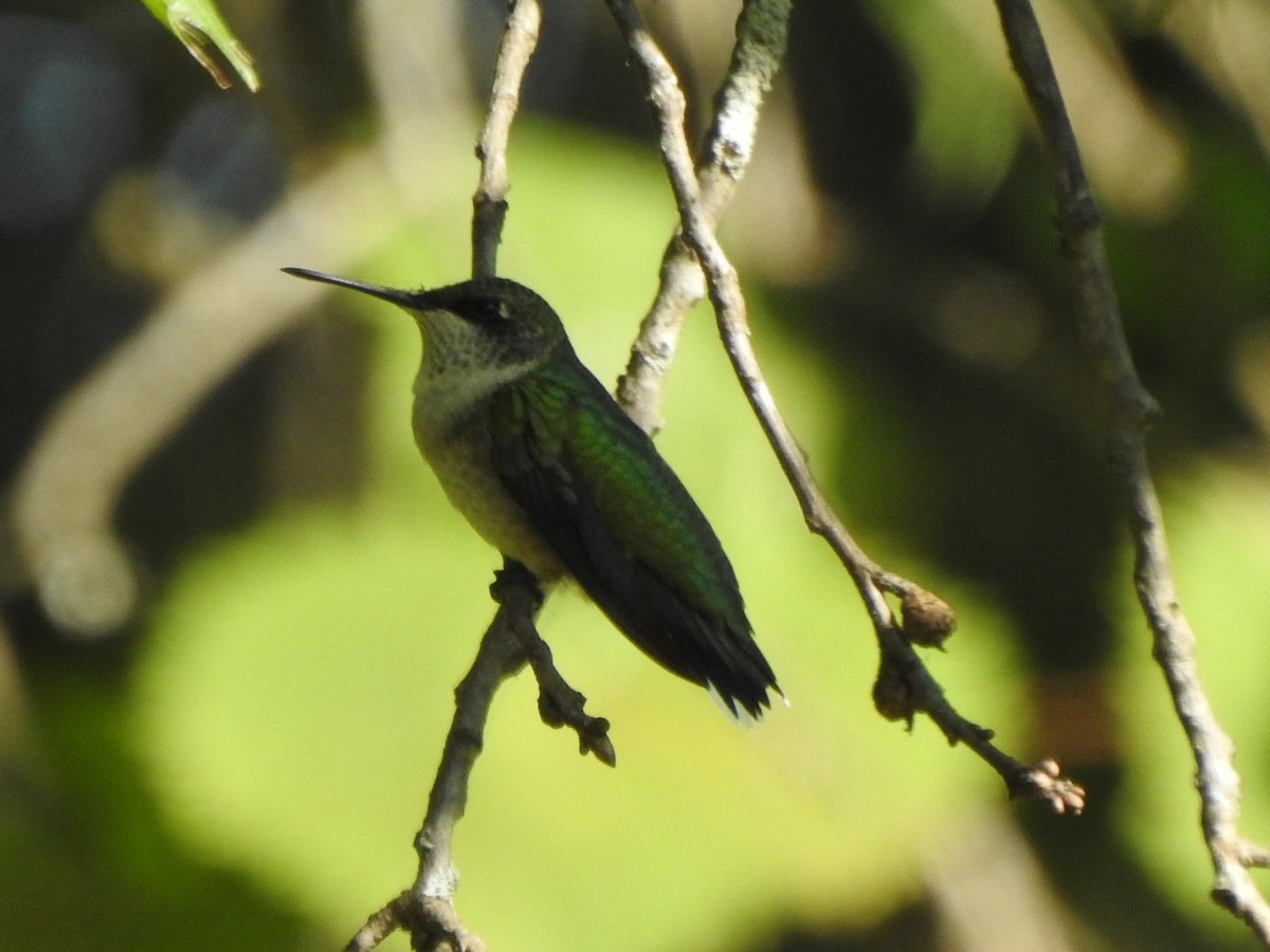 Colibri à gorge rubis - ML623602241