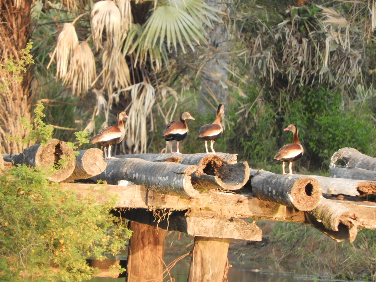 Black-bellied Whistling-Duck - ML623602286