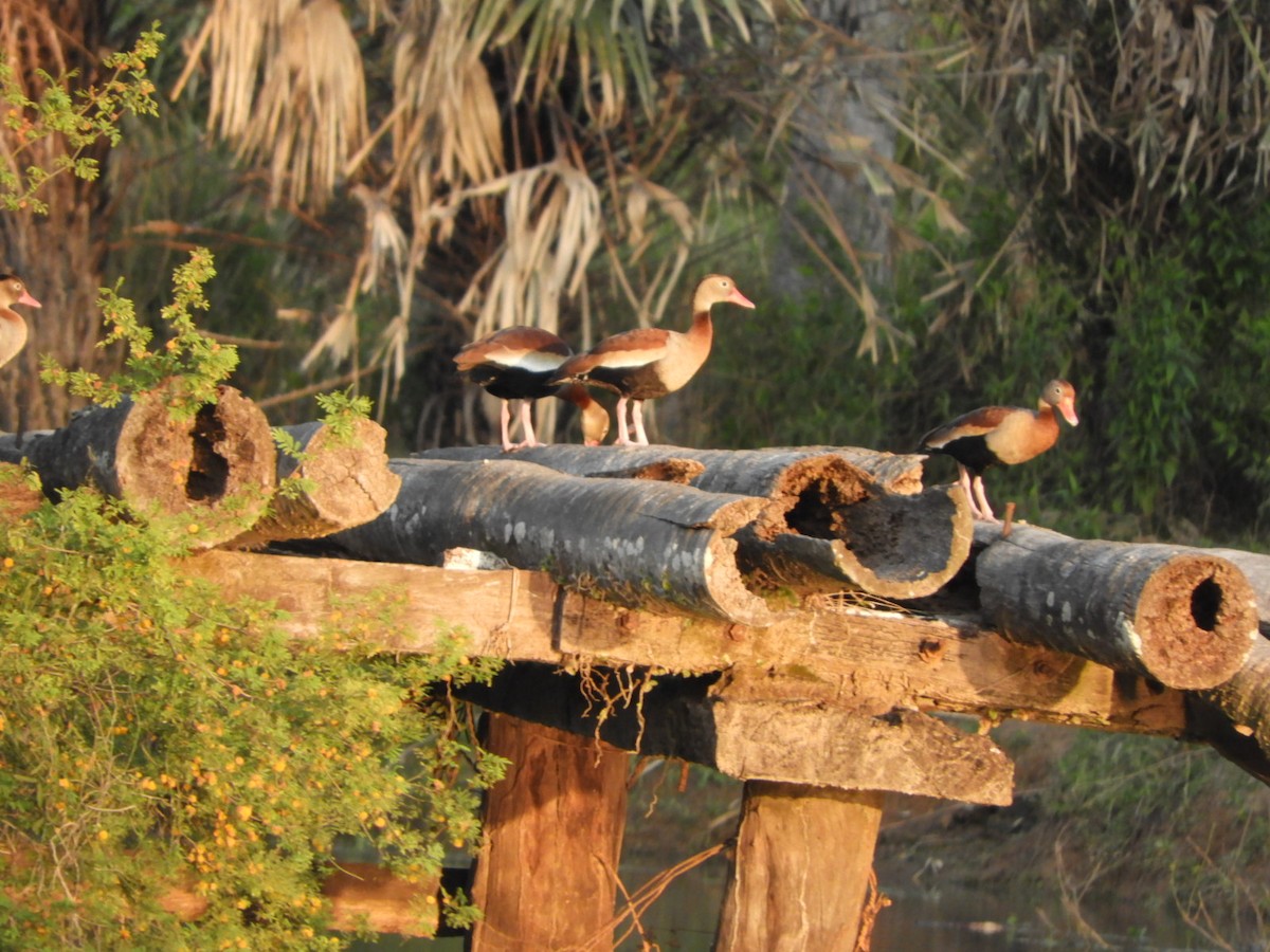 Black-bellied Whistling-Duck - Silvia Enggist